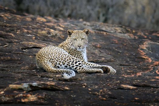 Close-up leopard in National park of Kenya, Africa