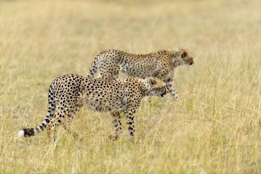 Wild african cheetah in National park of Kenya, Africa