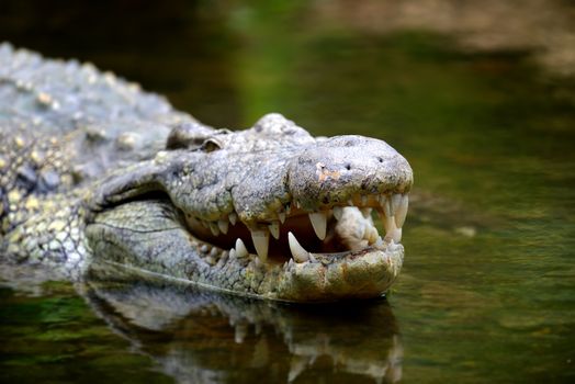 Crocodile in river. National park of Africa