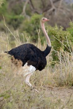 Male of African ostrich (Struthio camelus) in National reserve park of Kenya