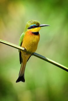 European bee-eater (Merops Apiaster) outdoor on branch