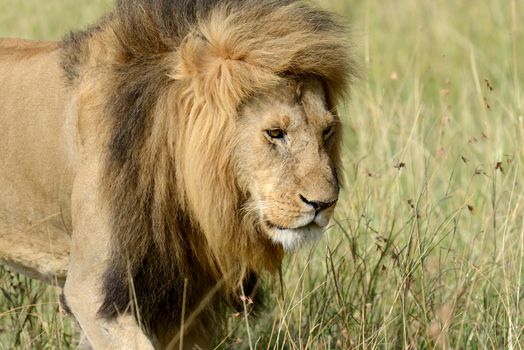 African lion in the National park of South Africa