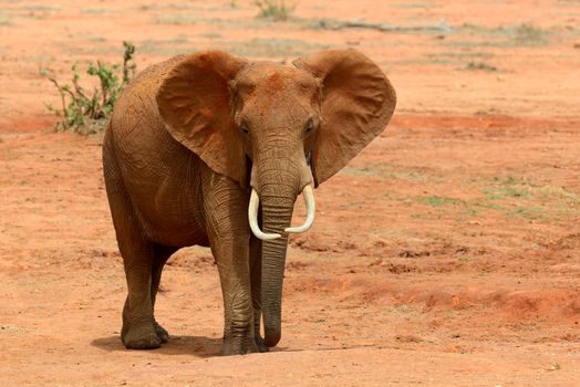 Elephant on savannah in National park of Africa