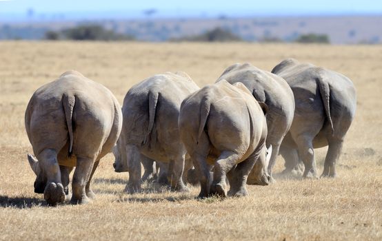 African white rhino, National park of Kenya