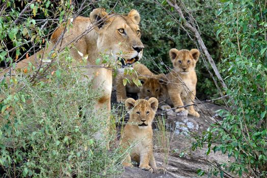 Female lion with cub in National park of Africa