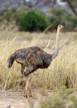 Female of African ostrich (Struthio camelus) in National reserve park of Kenya