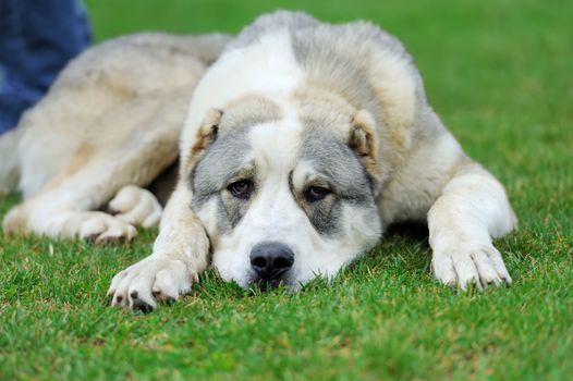 Close up adorable dog in summer green grass