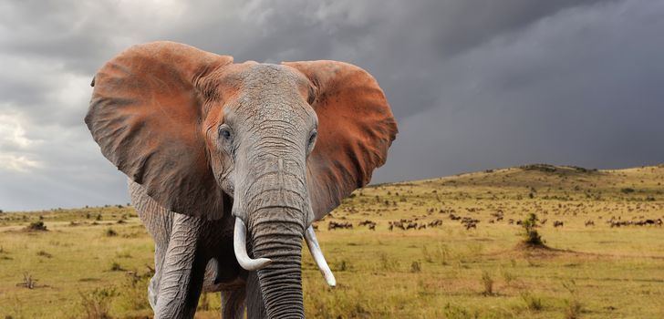 Elephant in National park of Kenya, Africa