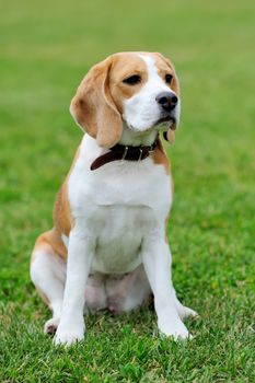 Close funny Beagle dog in green summer grass