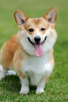 Close Welsh Corgi dog in green summer grass