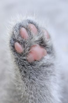 Close gray little kitten paw. Baby cat foot