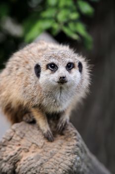 Close meerkat on branch in nature