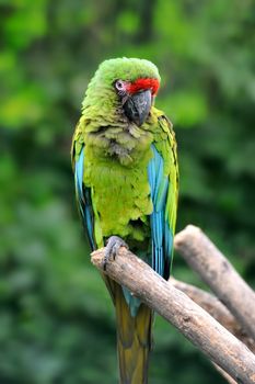 Parrot bird (Severe Macaw) sitting on the branch