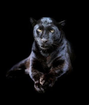 Close-up black leopard on dark background