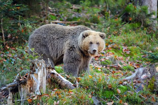 Big brown bear (Ursus arctos) in the forest