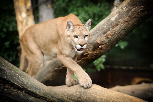 Puma Face in the wild