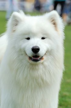 Close white Samoyed portrait in green summer grass