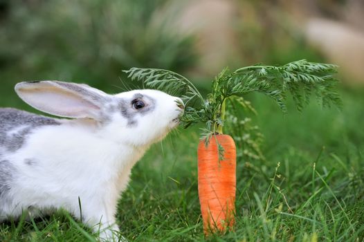 Baby rabbit in grass. Summer day