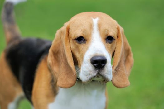 Close funny Beagle dog in green summer grass