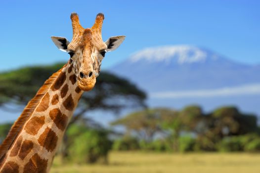 Giraffe in front of Kilimanjaro mountain - Amboseli national park Kenya
