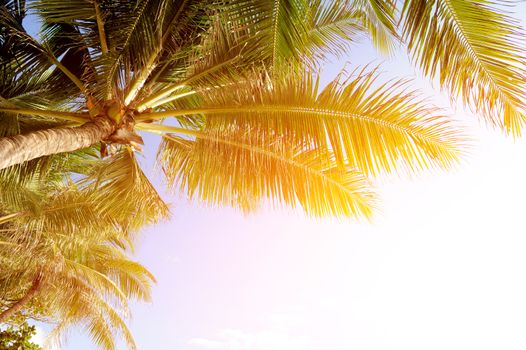 Beautiful green palm tree on blue sky background