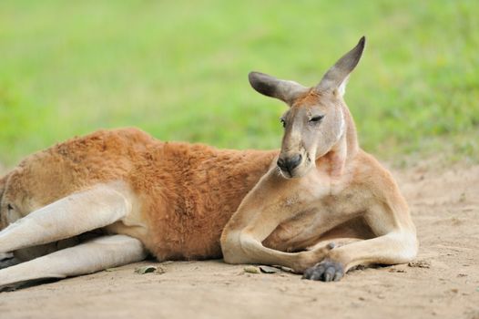 Kangaroo