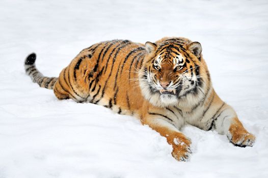 Beautiful wild siberian tiger on snow