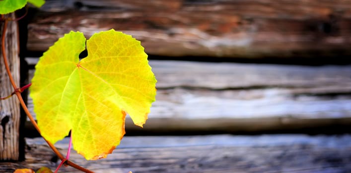 Grape Leaves over wooden background