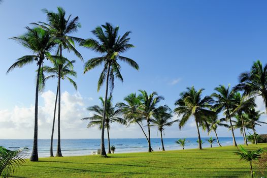 Beautiful palm trees at the beach Indian ocean