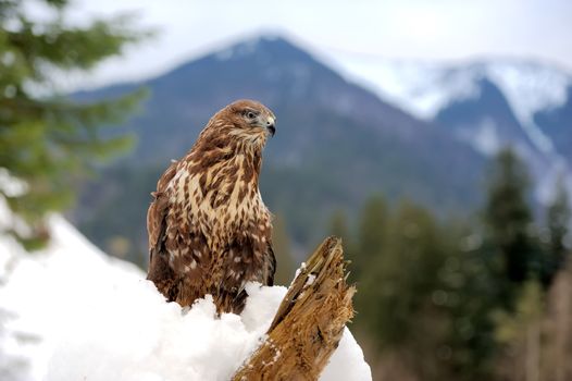 Hawk on a branch in forest