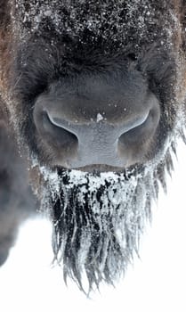 Bison winter day in the snow