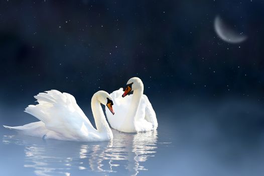 Love couple swan in night lake