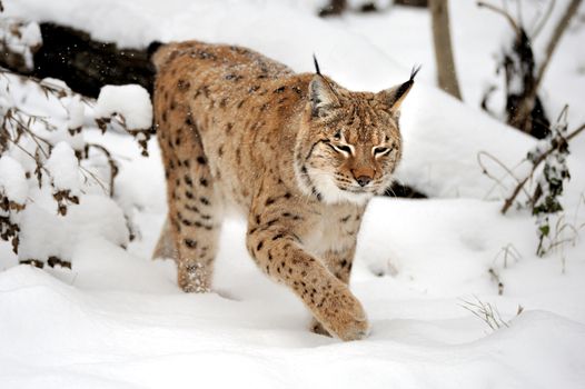 Beautiful wild lynx in winter