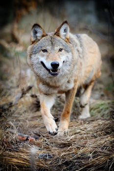 Wild wolf in forest