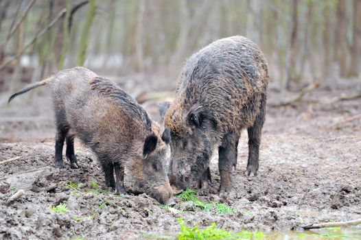 Wild boar