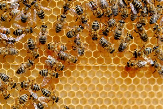 Close up view of the working bees on honey cells