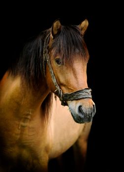 Brown horse portrait on black background