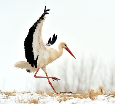 Beautiful stork at the park outdoors