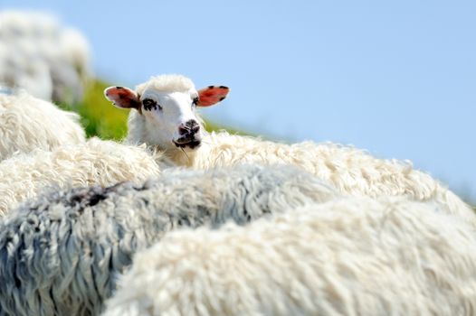 Flock of sheep in a mountain valley