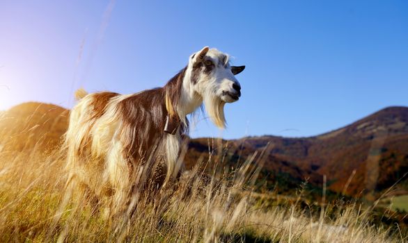 Goat in mountain. Autumn season