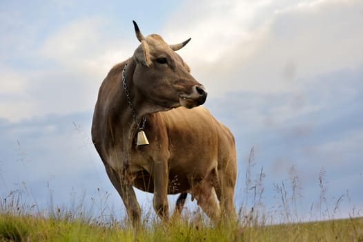 Brown cow on mountain pasture. Summer day