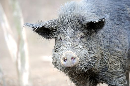 Wild boar in forest