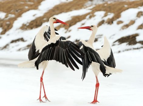 Beautiful stork at the park outdoors