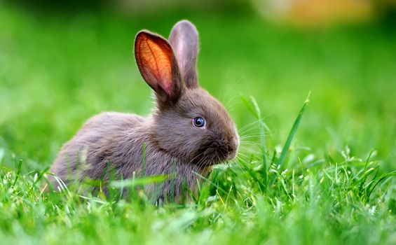 Little rabbit on green grass in summer day
