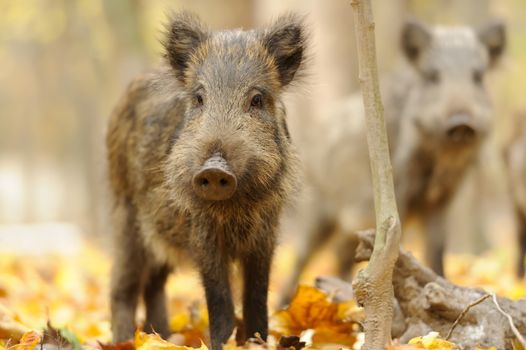 Wild boar in autumn forest