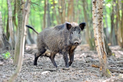 Wild boar in spring forest