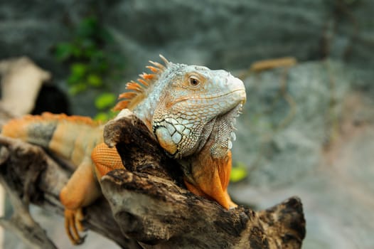 Portrait of macro shot on iguana head