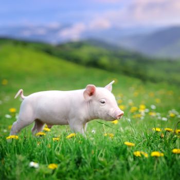 Young pig on a spring green grass in meadow