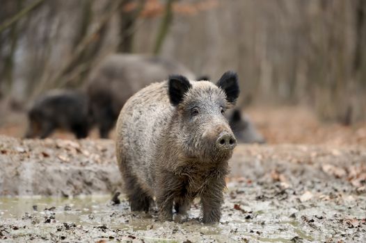 Wild boar in autumn forest