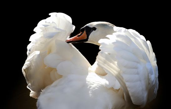 Swan in lake on dark background